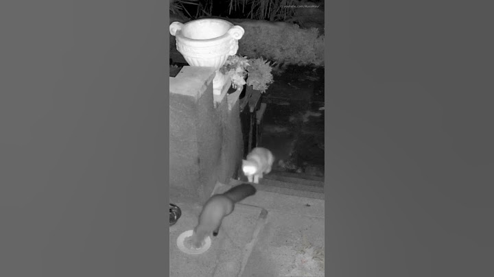 Katze Elsa nagelt einen Marder in den Beton