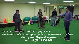 Дрессировка собак в группе на ПП Дрессировка собак в группе на ПП