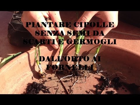 Video: Cipolle In Crescita