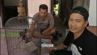 LEBARAN DI SAPUDI SEKALIAN REVIEW ANAKAN CENDET PROSPEK