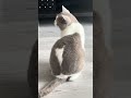 Tu veux quoi? #catvideos #cat #prettycat #chat #prettyfunny #catlife #funny #catshorts #pets