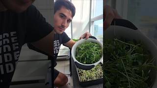 Growing Greens In An Apartment