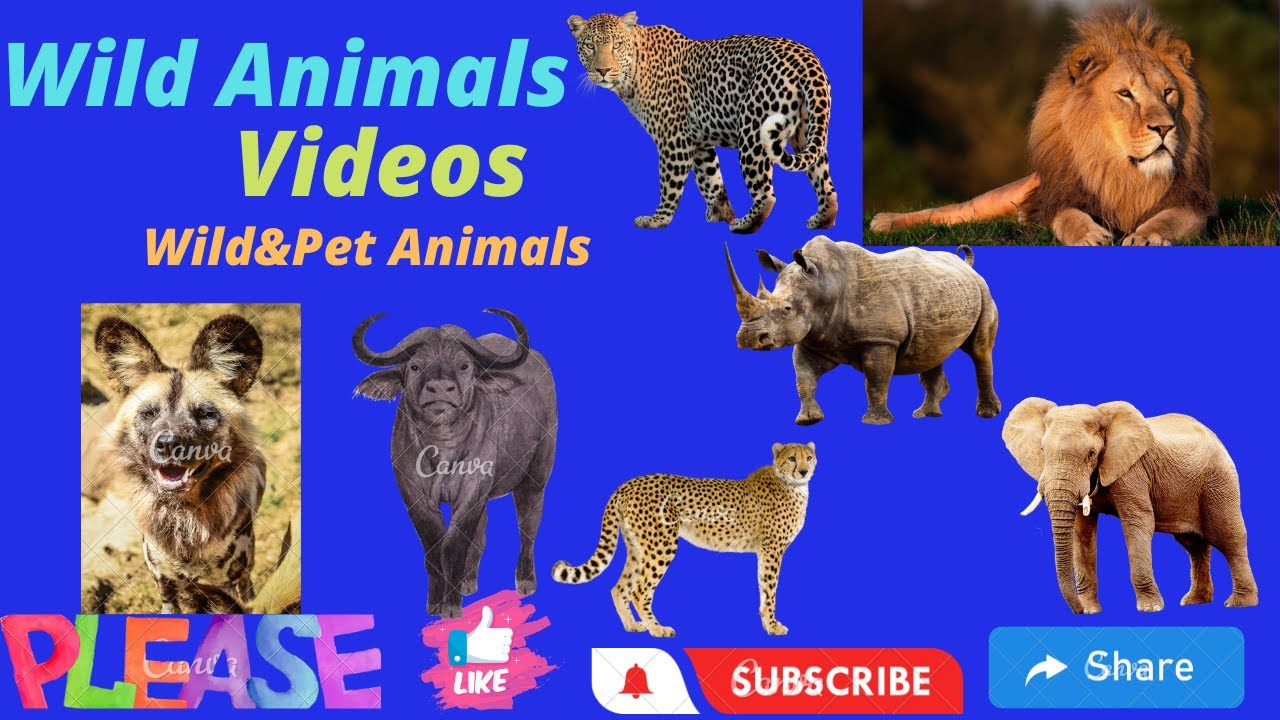 Best Wild Animals Videos 2022 | Wiled Dangerous Animals Video | Wild&Pet Animals