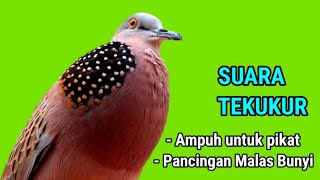 TEKUKUR GACOR suara merdu - SUARA PIKAT tekukur gacor Menakan Lawan Memaksa Tekukur Lain untuk BUNYI