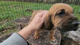 Sassy F2023 M2 Bloodhound puppy