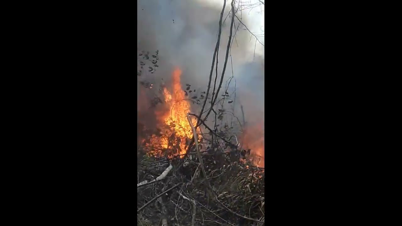 Clearing 4 Acres of Jungle - Mayan Style Slash-n-Burn