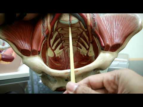 Anatomi pelvis dan perineum part 1 ( muskulo skeletal)