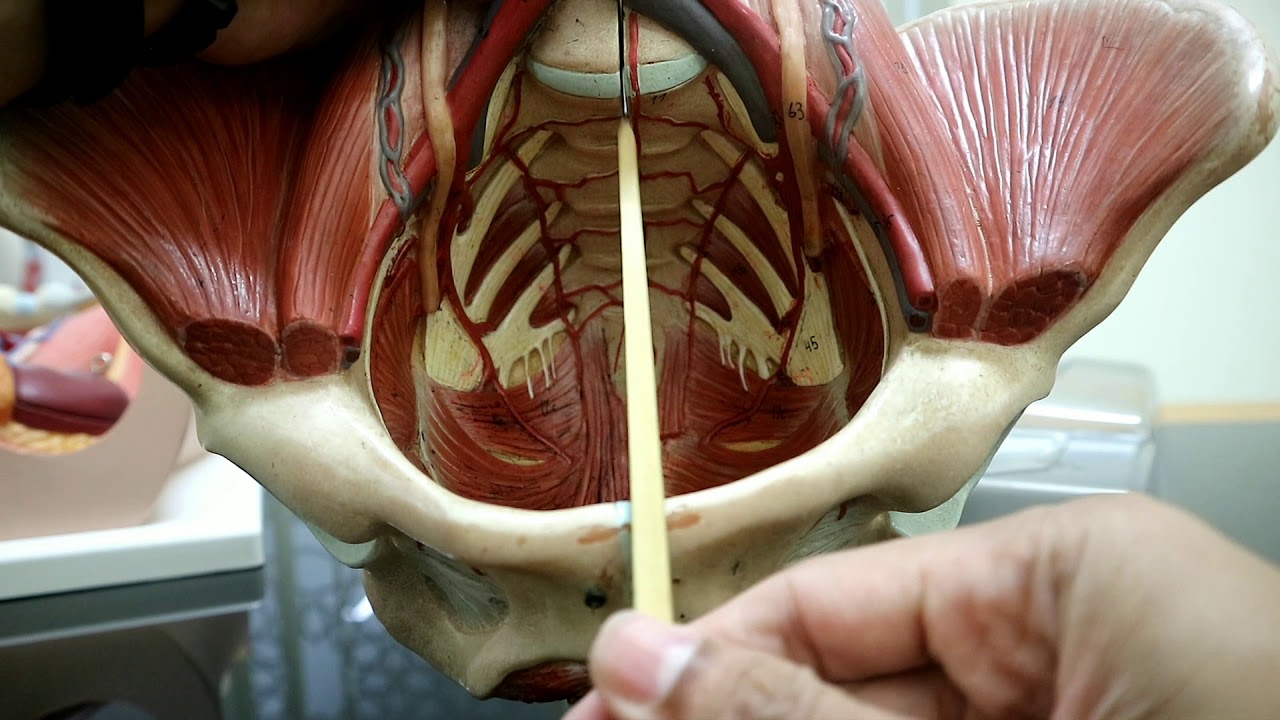 Anatomi pelvis dan perineum part 1 ( muskulo skeletal)