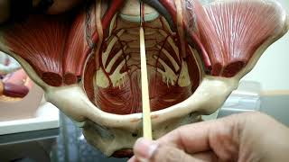 Anatomy of the pelvis and perineum part 1 (musculo skeletal)
