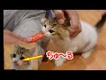 初めてのちゅ〜るに大興奮の子猫。鼻の先にちゅ〜るがくっついてるのがめちゃかわいい 笑