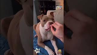 Funny dogs #shorts #youtubeshorts #shortsvideo #viralshorts #funnycats #cats #catvideos