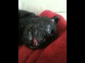 Toby the Pug Gets Some Beauty Sleep