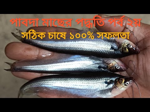 যেভাবে পাবদা মাছ চাষ করলে সফলতা ১০০ ভাগ | পাবদা মাছের খাবার | Butter Fish farm