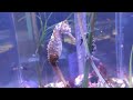 Swimming Seahorses at the Frost Aquarium in Miami