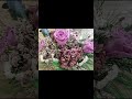 Centro preservado con rosas malva #Montmartrefleurs #centropreservado #fyppppppp #Viral #artefloral