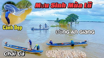 Chài Cá Mưu Sinh Mùa Nước Nổi trên Đồng Ngập Nước An Giang | Cảnh Đẹp Miền Tây 