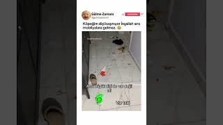 Köpeğin Dişi Kaşınıyor İnşallah Sıra Mobilyalara Gelmez.