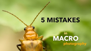 5 macro photography mistakes that beginners do.