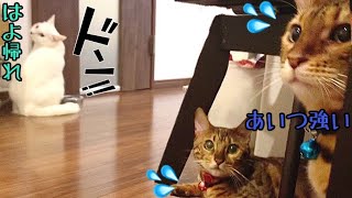 最強白猫ハク様にベンガル猫達は『たじたじ』しちゃってます