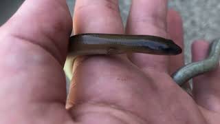 Three Clawed Worm Skink in Point Vernon