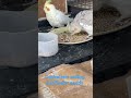 Cockatiels eating new seed mixture
