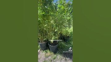 Large Propery Privacy Plants - Alphonse Karr Wholesale To The Public- Ocoee Bamboo Farm 407-777-4807