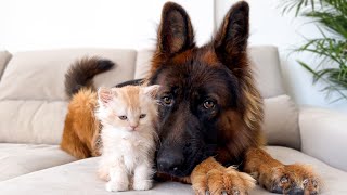 German Shepherd Plays with Tiny Kittens