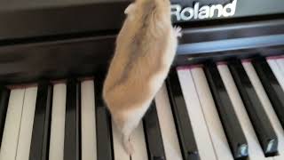 #funny #memes #hamster HAMSTER ON A PIANO