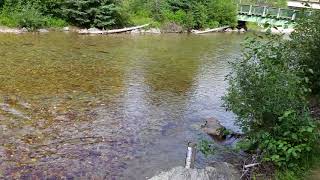 Swift Creek Salmon Viewing - Valemount, British Columbia August 2015