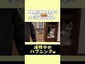 ここが落ち着くらしいw #dog #犬 #シベリアンハスキー #かわいい #癒し