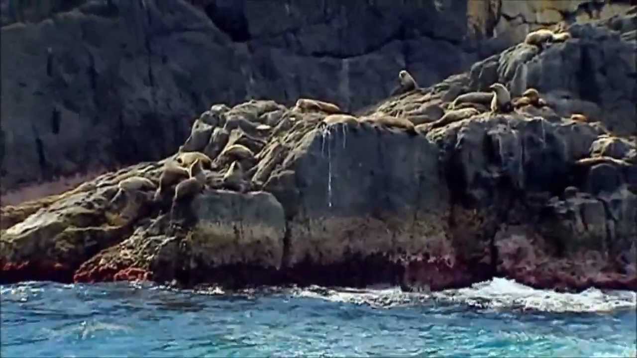 Montague Island on Sydney Weekender