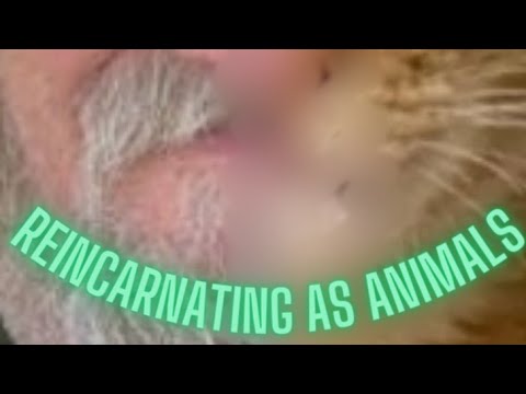 It's a Zoo Out There: Past Lives as Animals, Animal Communion & Soul ...