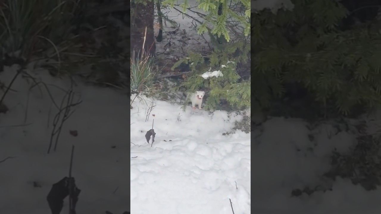 Snow Weasel From HELL 😱 