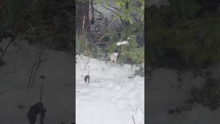 Snow Weasel From HELL 😱 #Hunt #ermine #ferret #natureismetal #outdoors #brutal #shtf #woods
