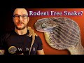 Top 5 Snakes That Don't Eat Rodents