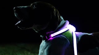 Top 15 Dog Gadgets You NEED To Have // Toys & Gadgets For Dogs You Have To See by DoggOwner 749 views 3 years ago 11 minutes, 44 seconds