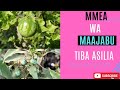 PART 2 Matumizi Ya MTURA TURA NDULELE PART 2 Matumizi Ya MTURA TURA NDULELE