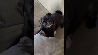 “TOYS UM NO” WHY NOT THE PILLOW instead | AGAIN “SEGGGGG”