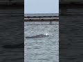 Delfines en Roatán #dolphin #ihavethisthingwithplants. Paseando por Roatan.