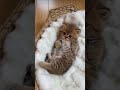 Little Cute Kitten Is Sleeping Viral Trending Bilal Subscribe Little Cute Kitten Is Sleeping Viral Trending Bilal Subscribe