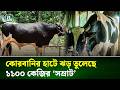 খাগড়াছড়িতে পশুর হাট কাপাতে প্রস্তুত পক্ষীরাজ-বাহাদুর | Khagrachari | NTV News