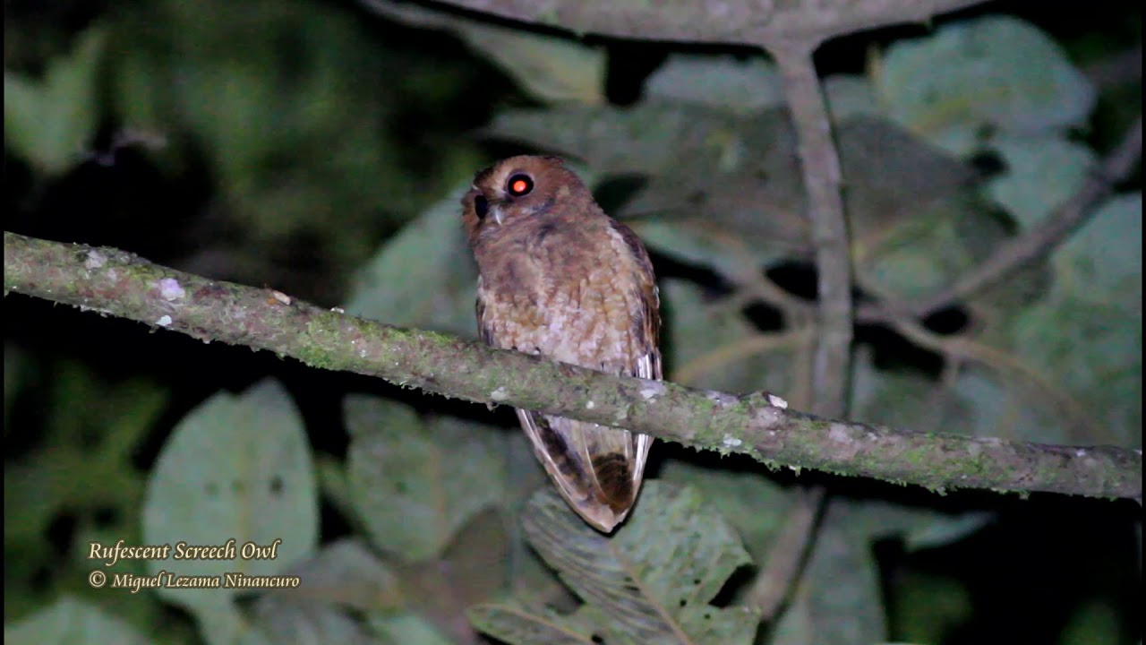 Rufescent Screech-Owl - San Pedro, Manu Road.