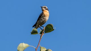 Луговые чеканы. Saxicola ruberta. Птицы Беларуси.