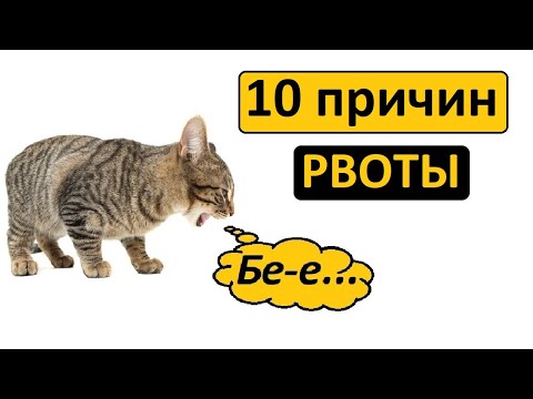 10 причин рвоты у кошек | Почему кошка рвется