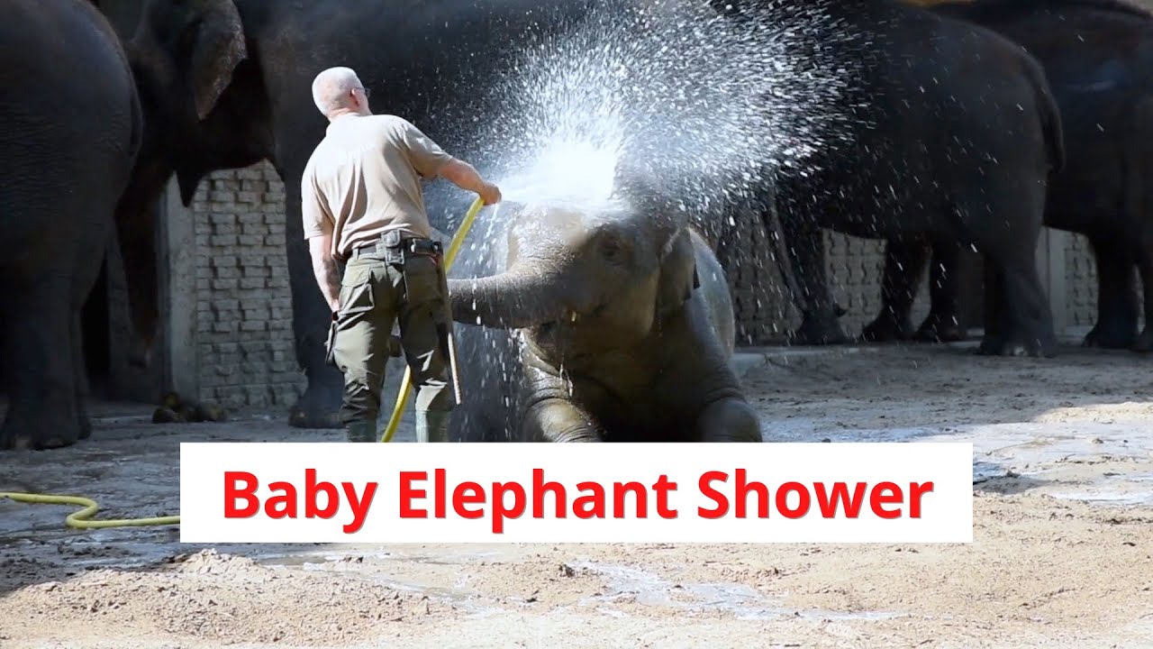 Baby Elephant Shower HD YouTube