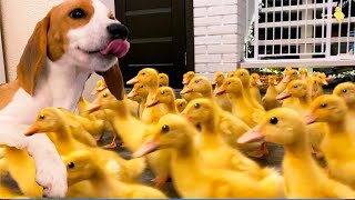 Dog met 100 little ducklings for the first time by Funny Ducklings 124,508 views 11 months ago 3 minutes, 21 seconds