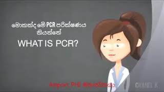 About PCR test / what is the PCR test /  How to do PCR testing, PCR පරීක්ෂණය පිළිබඳ නිවැරදි තොරතුරු