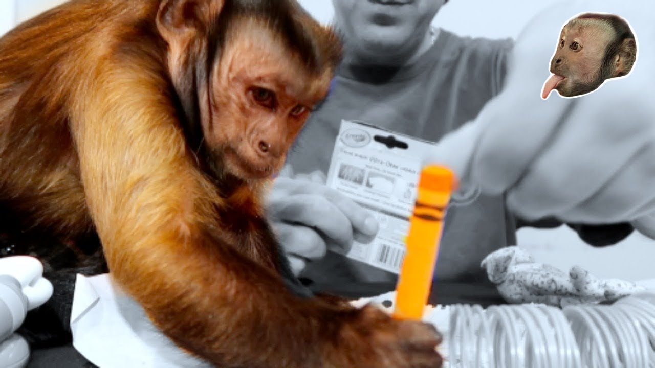 Monkey Fanmail Response