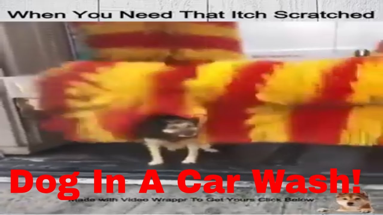 Funny dog washing video Watch this dog using a car wash to have a wash