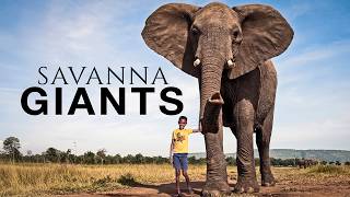 Africas Deadliest Animals: Survival Stories from the Savanna